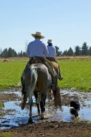 cowboys with dog